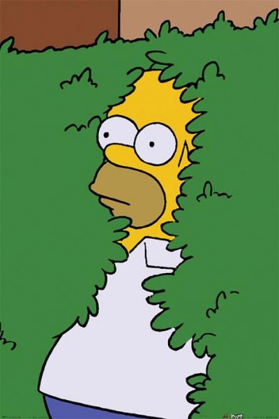 Simpsons - Poster : Homer Bush / 61 x 91 cm